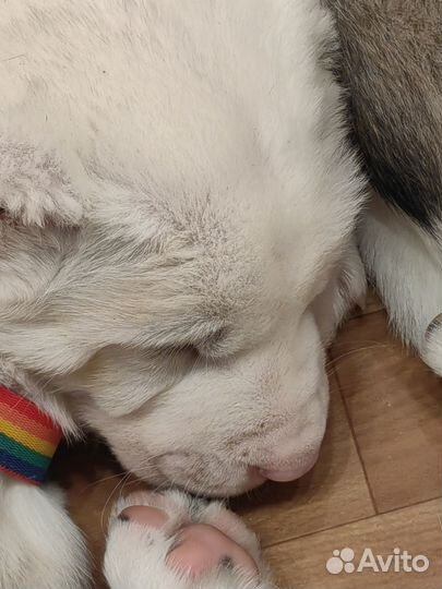 Щенки сао алабай