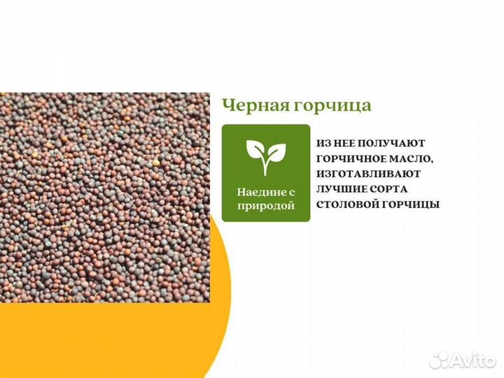 Чёрная горчица (кг)