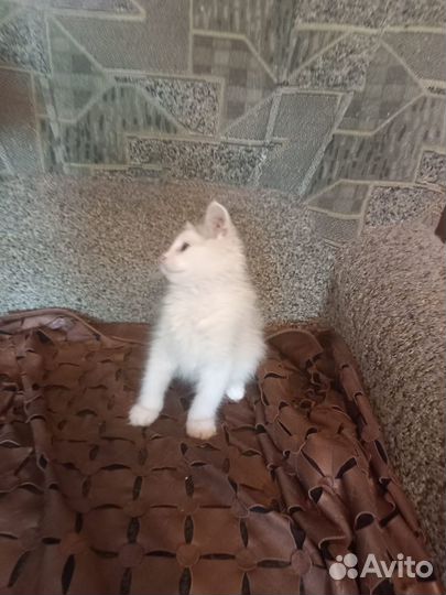 Котенок мальчик бесплатно в добрые руки
