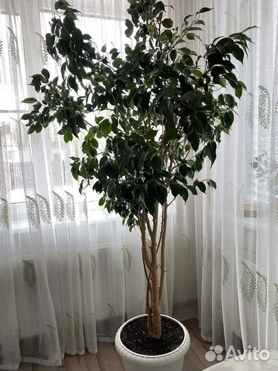 Фикус красавчик