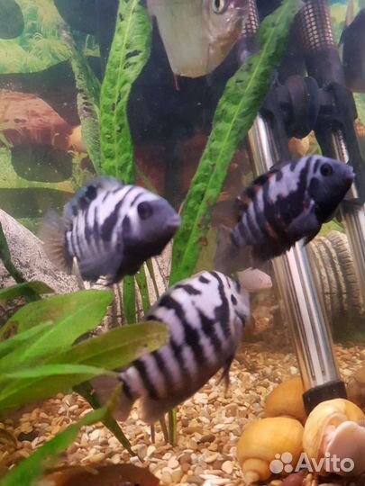 Цихлида чернополосая аквариумные рыбки