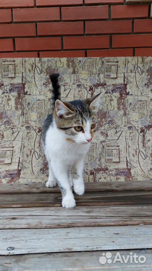 Котята в добрые руки(мальчики)