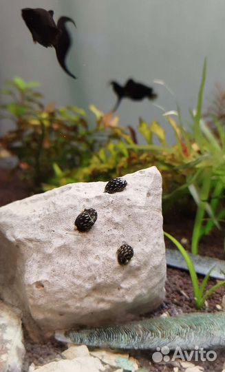 Улитки теодоксус