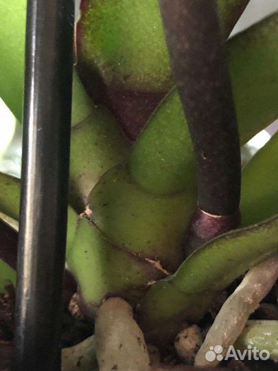 Орхидея фаленопсис Каменная роза пелор