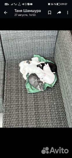 Котята в добрые руки