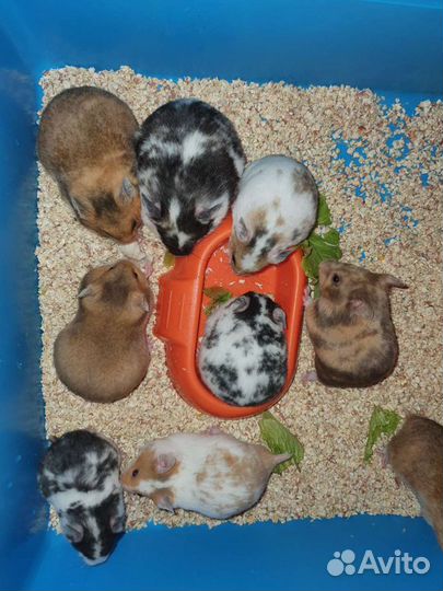 Сирийские И джунгарские хомячки 3 недельки возраст