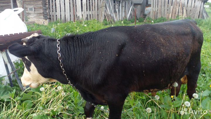 Бык 1г 2 месяца