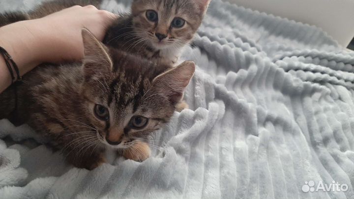Кошечки ищут семью