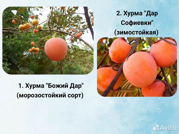 Саженцы Хурмы, морозостойкие сорта