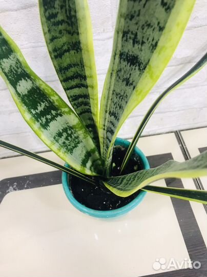 Сансевиерия Лауренти, Хатиора