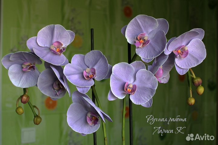 Орхидеи