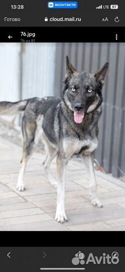 Метис Хаски в добрые руки