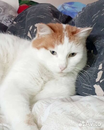 Кошка в дар