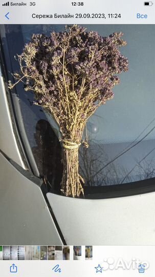 Трава для чая душица