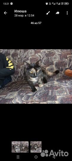 Кошки в добрые руки бесплатно