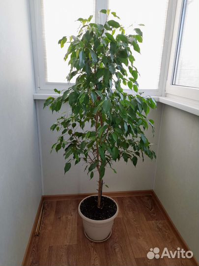 Фикус бенджамина