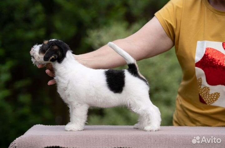 Джек Рассел терьер