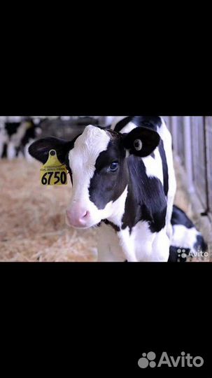 Телки и Быки