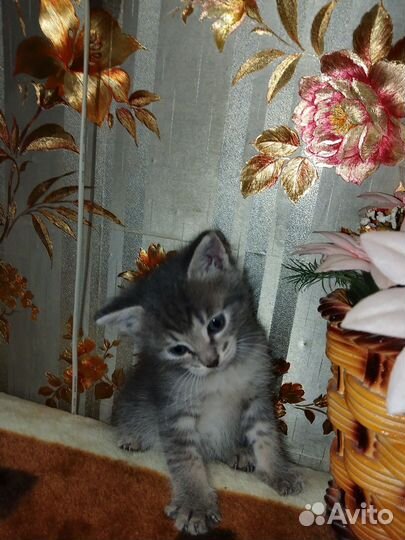 Три котёнка