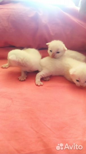 Котята в добрые руки бесплатно