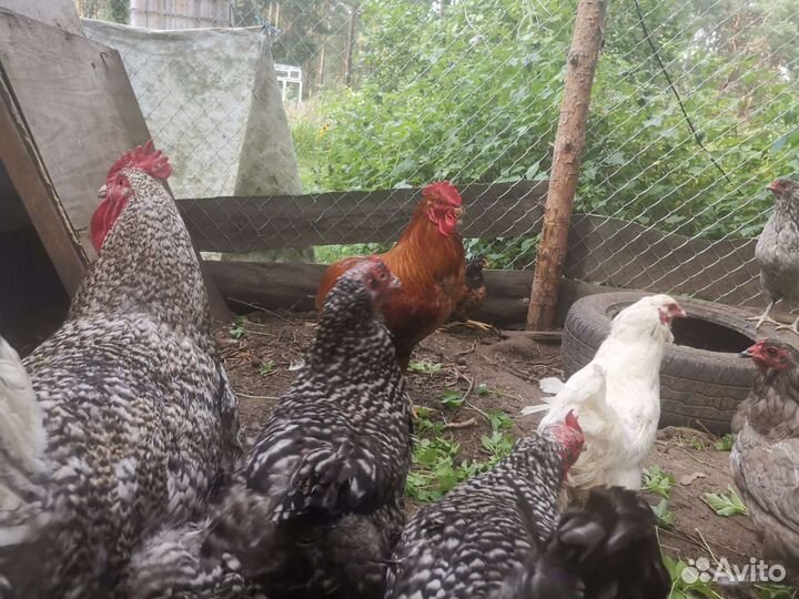 Мехеленская кукушка семья 6+1