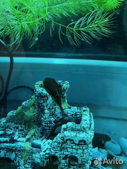 Сомики анциструсы, сом