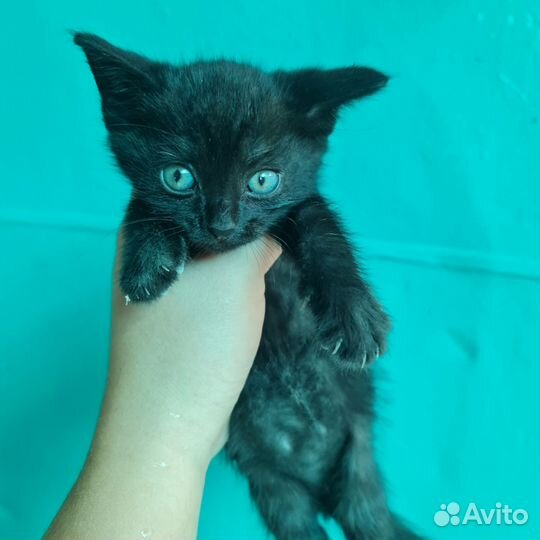 Кошки в добрые руки бесплатно