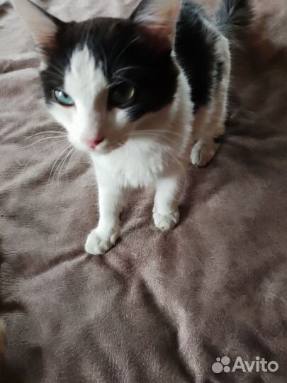 Кошка