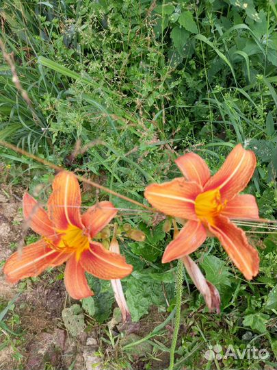 Лилейники и ирисы