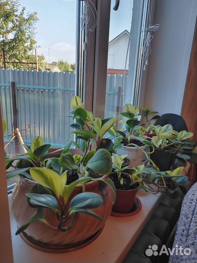 Комнатные цветы Обмен