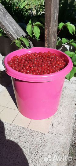 Красная смородина ягоды