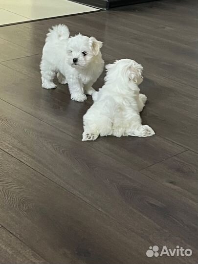 Щенки мальтезе. РКФ