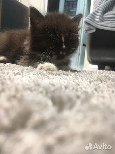 Кошка в дар