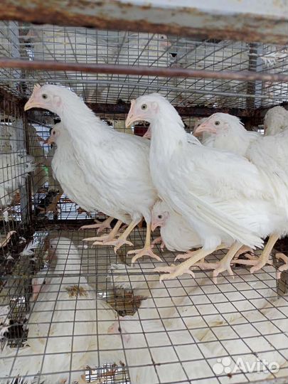 Белые несушки)