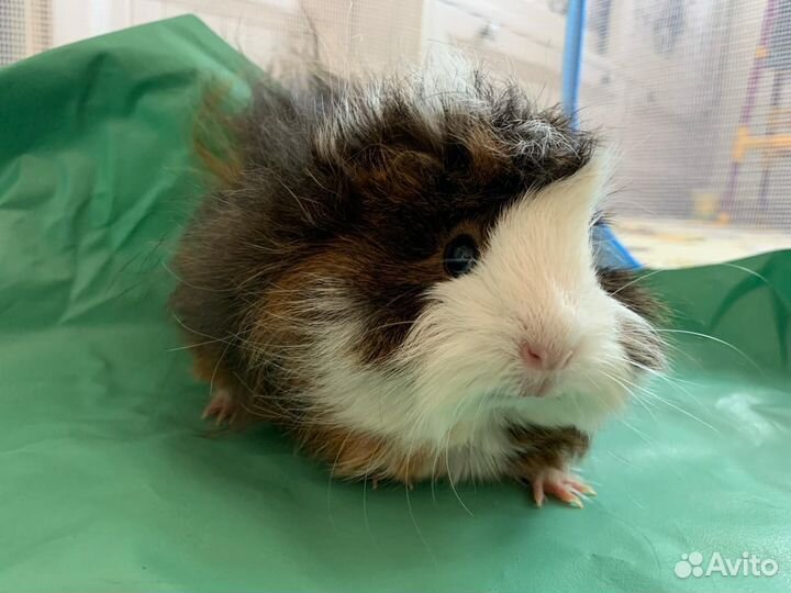Морская свинка с клеткой