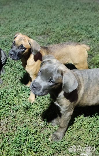 Кане корсо щенки