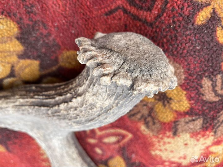 Рога марала