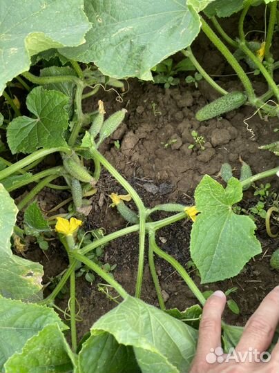 Огурцы грунтовые Горномарийские