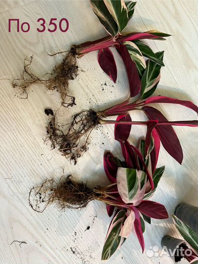 Строманта триколор