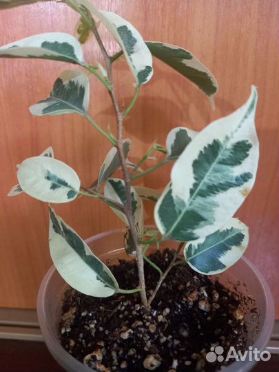 Филодендрон сциндапсус комнатные цветы растения