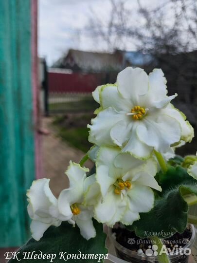 Фиалка комнатные цветы