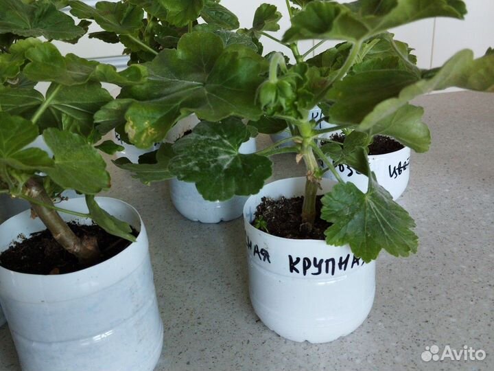 Пеларгония герань