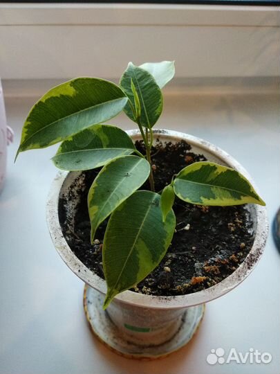 Фикус бенджамина пестролистный