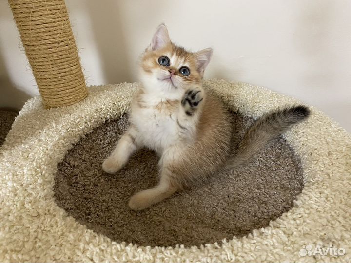 Британская золотая шиншилла котята