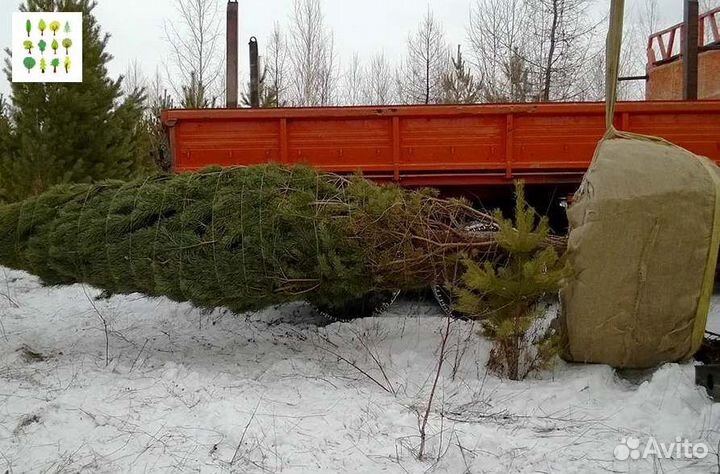 Крупномер ель