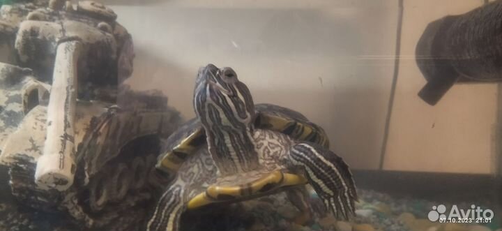 Красноухая черепаха с аквариумом