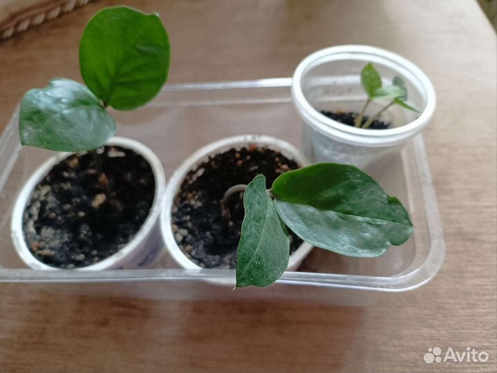 Замиокулькас, острый комнатный перец