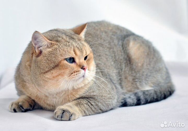 Шотландские фолд и страйт в добрые руки