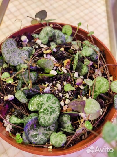 Пеперомия прострата Церопегия Вуди