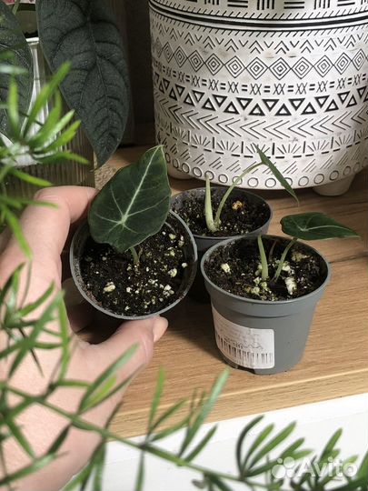 Алоказия блэк вельвет